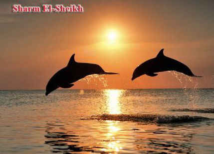 Apartment For Rent In South Sinai