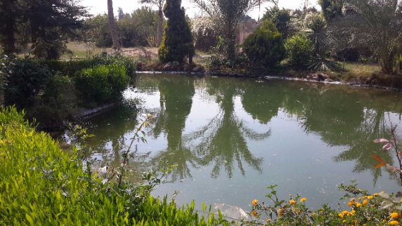 Villa For Rent In Giza