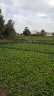 Land For Rent In Qesm Borg Al Arab - Alexandria