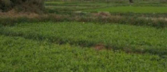Land For Rent In Qesm Borg Al Arab - Alexandria