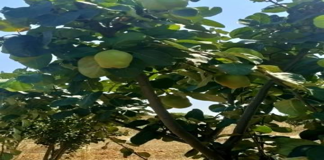 أرض للبيع فى مالكارا - تكير داغ