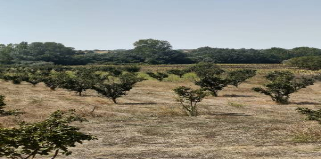 أرض للبيع فى مالكارا - تكير داغ