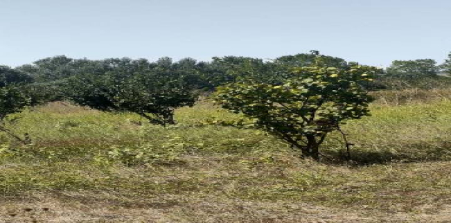 أرض للبيع فى مالكارا - تكير داغ